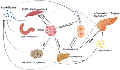 The Intricate Crosstalk Between Insulin and Pancreatic Ductal Adenocarcinoma: A Review From Clinical to Molecular